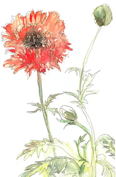 Stage Smart Basics, le dessin naturaliste à l'aquarelle