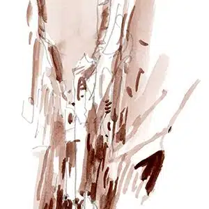 Cours de dessin à distance en visio, les contrastes de valeurs