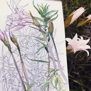 Stage de croquis urbain in situ à Paris, dessin botanique, gros plan sur le végétal, graphisme et aquarelle
