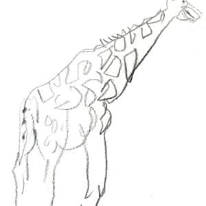 Stage de croquis in situ à Paris, dessin et aquarelle sur le vif. Dessiner des animaux