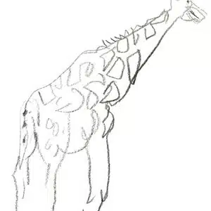 Stage de croquis in situ à Paris, dessin et aquarelle sur le vif. Dessiner des animaux
